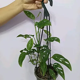 МОНСТЕРА АДАНСОНА