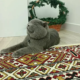 кот шотландский фолд