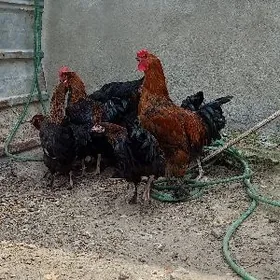 Maran towuk ýumurtga