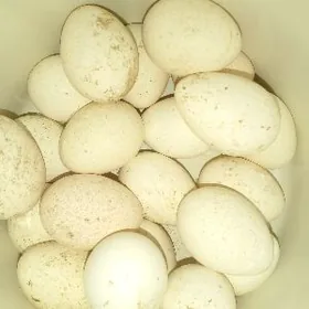 Индюк юмуртга