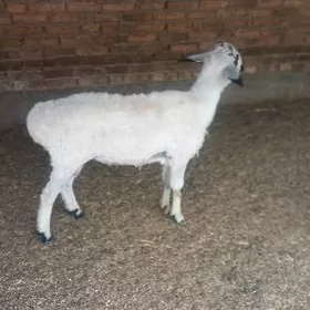 Ak biçikli goçkarlar