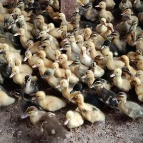 ýaşylbaş ördek jüýje