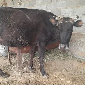 2 sany göleli sygyr