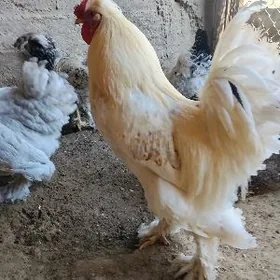 Брама хороз