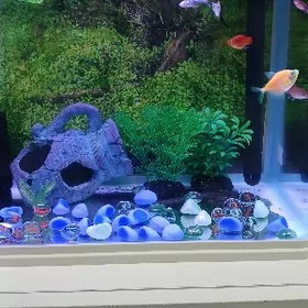 akwarium zawodskoy акввриум