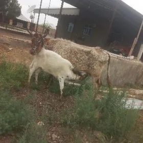 uly göleli sygyrlar òkiz bar