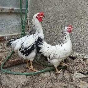 Dominant ýaş guzlaýjy. Gigant