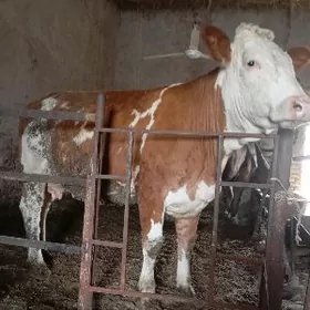 сментал сыгыр