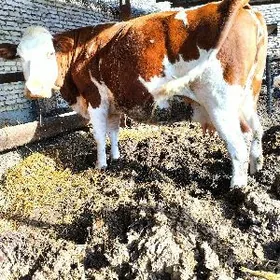 Simental flekfi sygyr