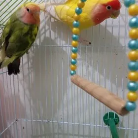 popugay попугай nerazluchnik