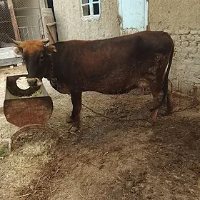 2 sany göleli sygyr