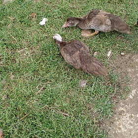 indawutga lotga paroda