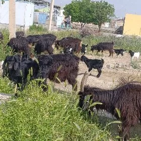 ekiz owlakly geciler