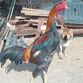 Боец линйа Йылдырым