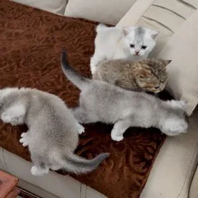 Шотландский шиншилла