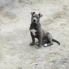 pitbull