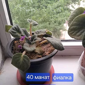 фиалка