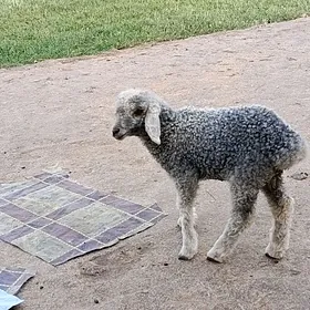 Ýetim. guzy bilen owlak