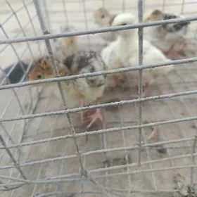 induk bn indautga juje