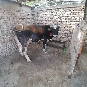 ала сыгыр голештейн