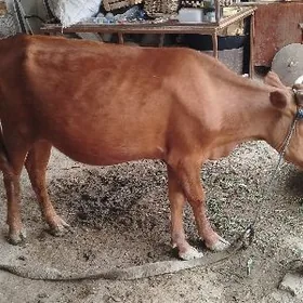 goleli sygyr