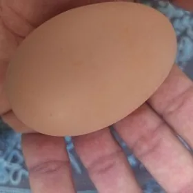 Brahma... towuk jüýjeler