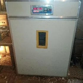 Inkubator. Инкубатор