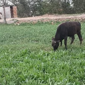 Gulajyn we öküzçe