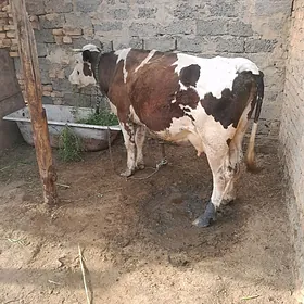 ала смениал сыгыр