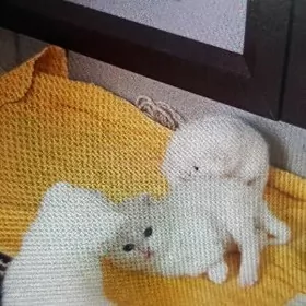 кошка вислаухая