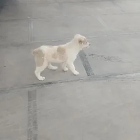 Turkmen itTurkmen it