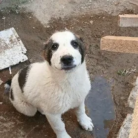 Alabaỳ 6 barmak Türkmenabat.ş.