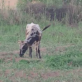 sygyr göleli сыгыр