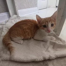 отдам котят