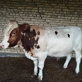 Arassa Simental Ökuz