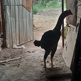 !!!CORNY PANTER JÜJA!!!