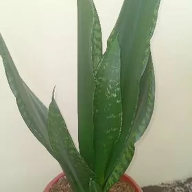 сансиеверия