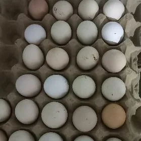 yumurtga balgar towugyñky