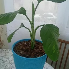 дифинбахия