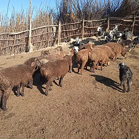 owlakly geciler berre toklylar