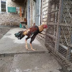 байес джудже