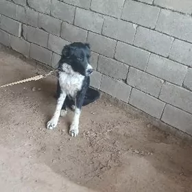 ТУРКМЕН. ИТ.  11. АЙ