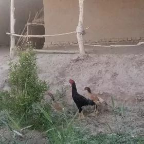 Tulek lyuboy mesele yok