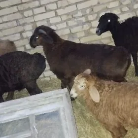 gisar gecen yylky tokly