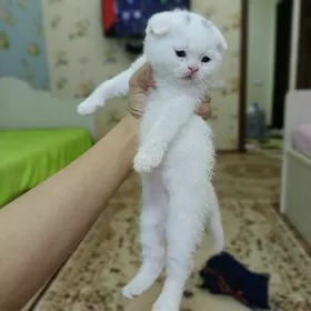 шотланский катята