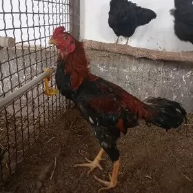 Байцовы хораз