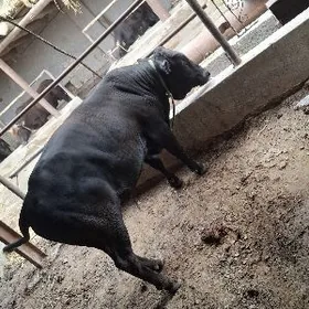 баклык окуз