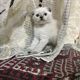 шотландский вислоухий