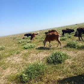 Bogoz sygyr Bogoz sygyr