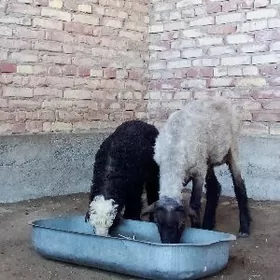 Guzuly Goýunlar 2 Sany Saýlama